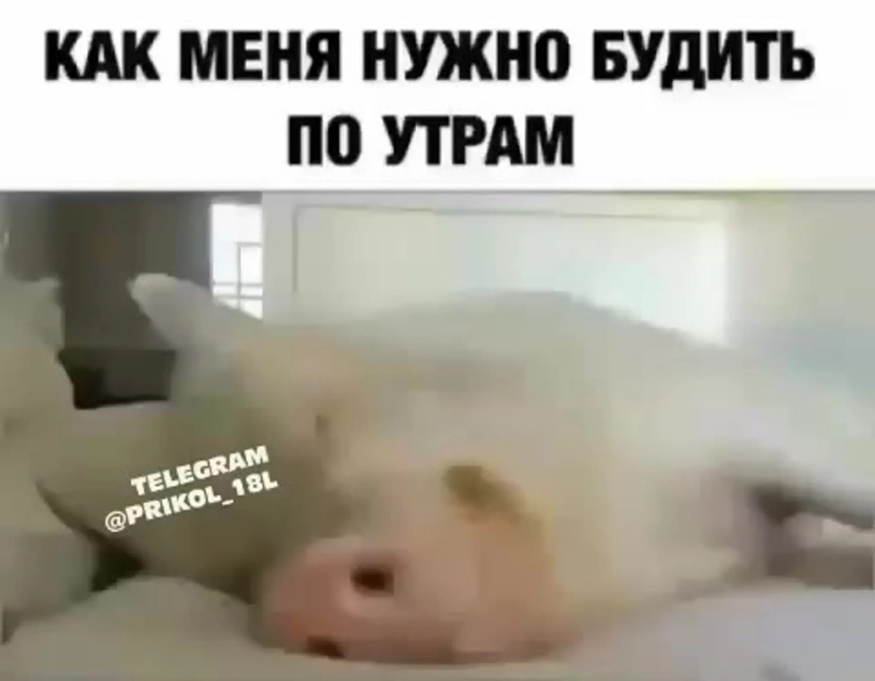Не надо меня будить. Среда пришла. Меня не будить картинки. Не надо меня будить. Сонные котики с надписями.