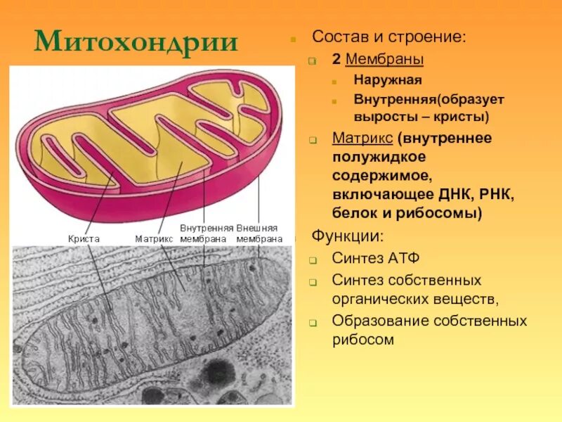 Строение митохондрии эукариотической клетки. Состав и строение митохондрии. Митохондрии 3д. Строение митохондрии рисунок. Митохондрии строение и функции эукариотической клетки.