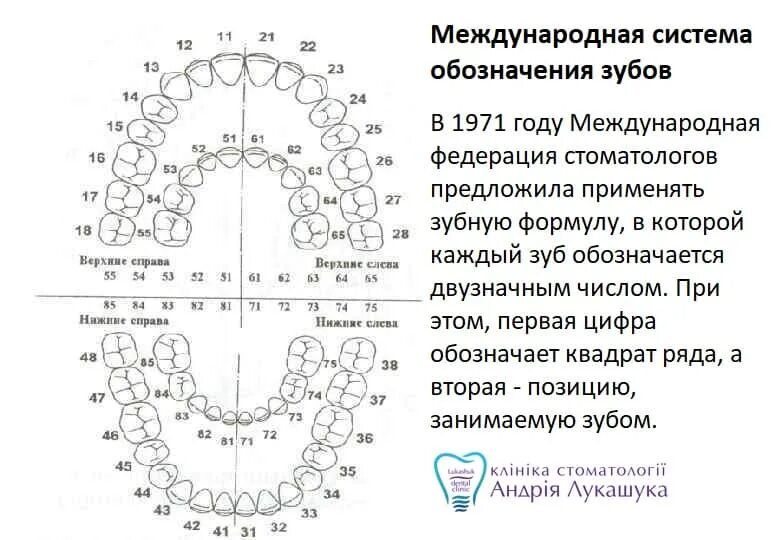 3 5 8 зуб. Стоматология нумерация зубов верхней челюсти. Стоматология нумерация зубов нижней и верхней челюсти. Нумерация зубов в России стоматологии схема. Нумерация зубов у детей 10 лет.