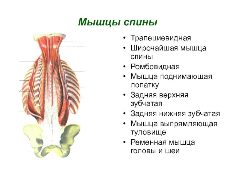 Мышца выпрямляющая позвоночник анатомия функции. Мышца выпрямляющая позвоночник иннервация. Мышца выпрямляющая туловище. Мышцы выплямляющая туловше.