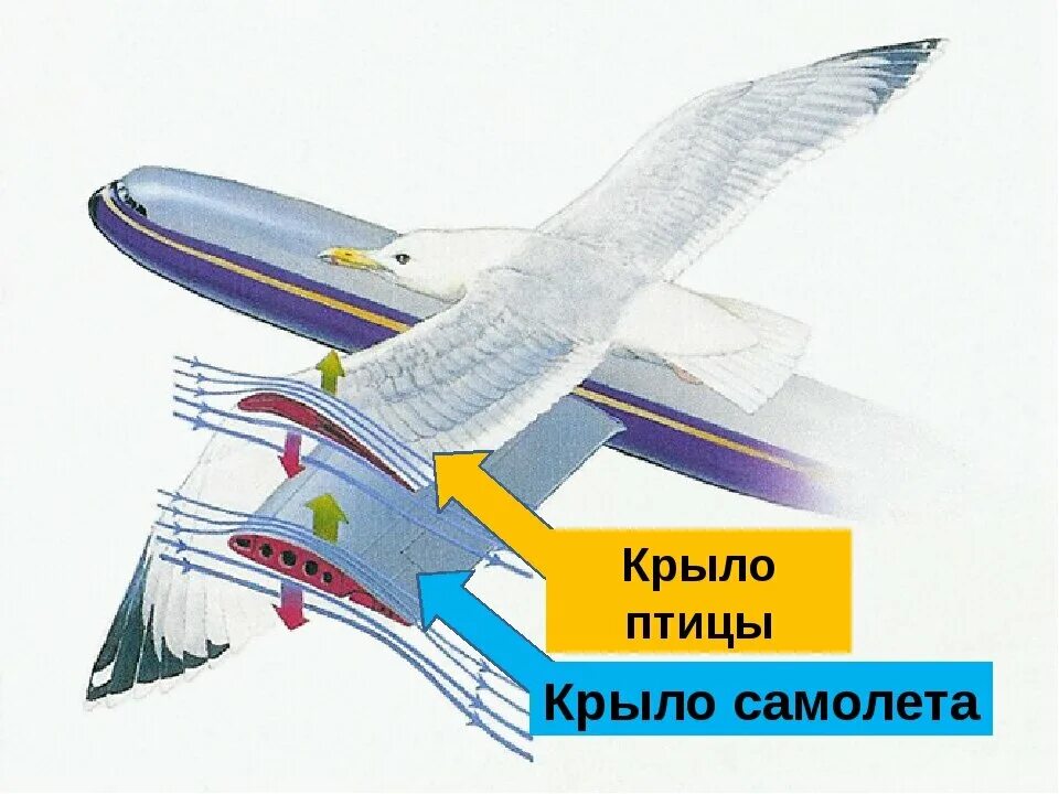 Мы тщательно пересмотрели конструкцию крыльев чтобы модель