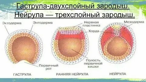 Нейрула двухслойный зародыш