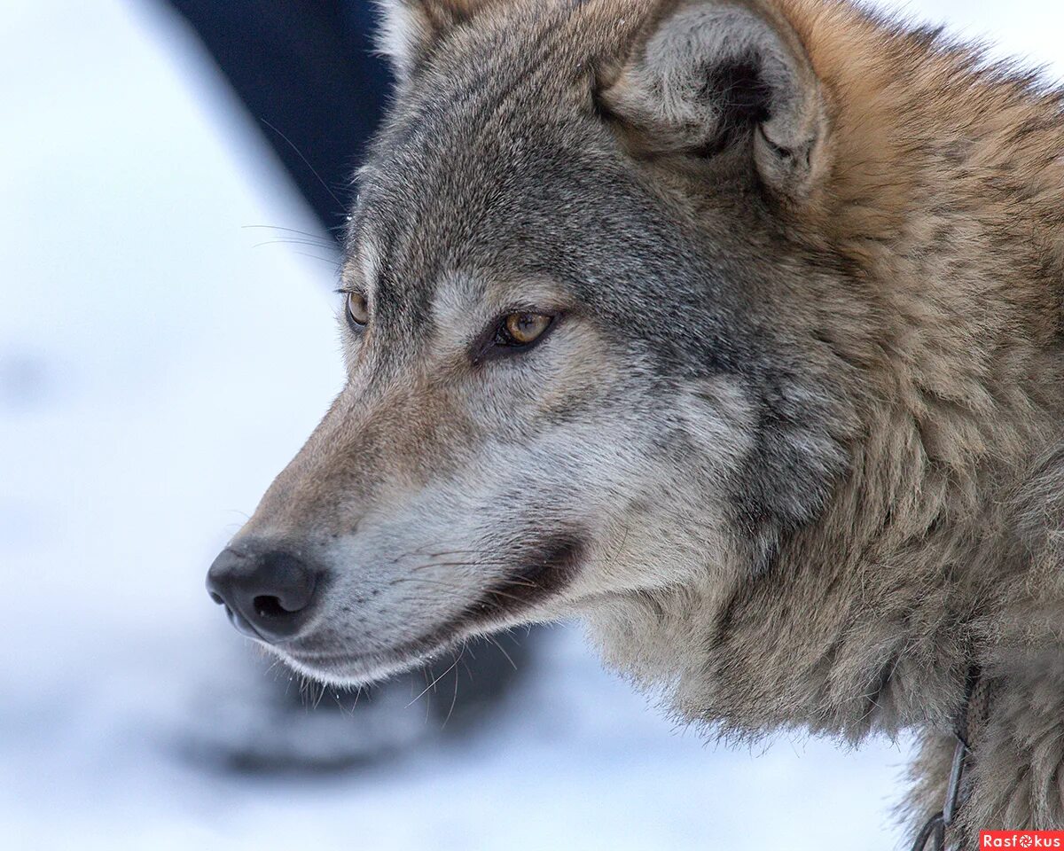 волк. старая волчица. старый волк. волк. среднерусский лесной волк.