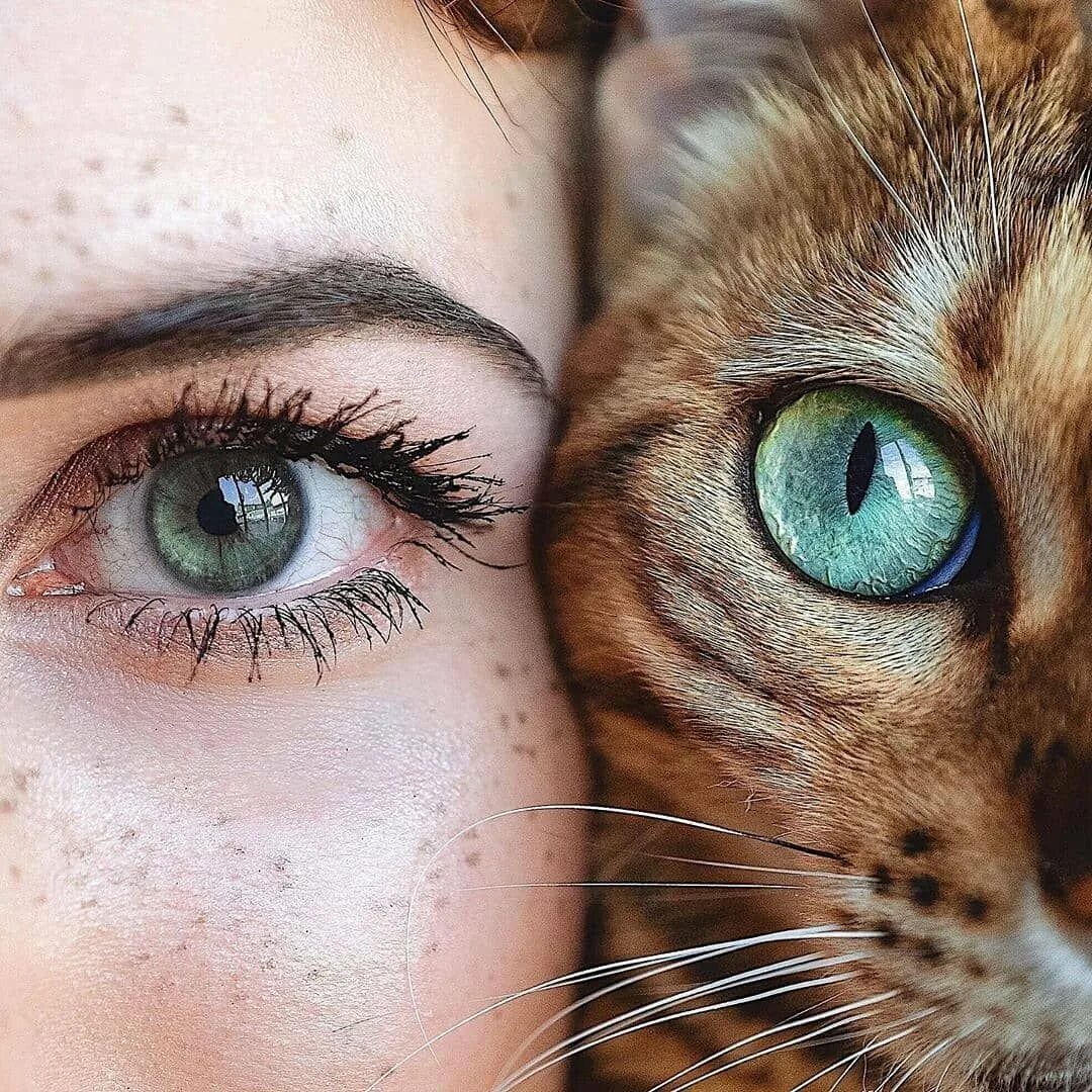Глазки кошечки. Глаза кошки. Кошачий глаз. Кошка с красивыми глазами. Красивые кошачьи глаза.