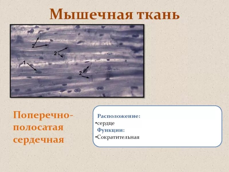 Функция поперечно полосатой сердечной. Поперечно полосатая сердечная мышечная ткань расположение. функции поперечно полосатой сердечной мышечной ткани. расположение поперечно полосатой сердечной мышечной ткани. место расположения поперечно полосатой сердечной ткани.