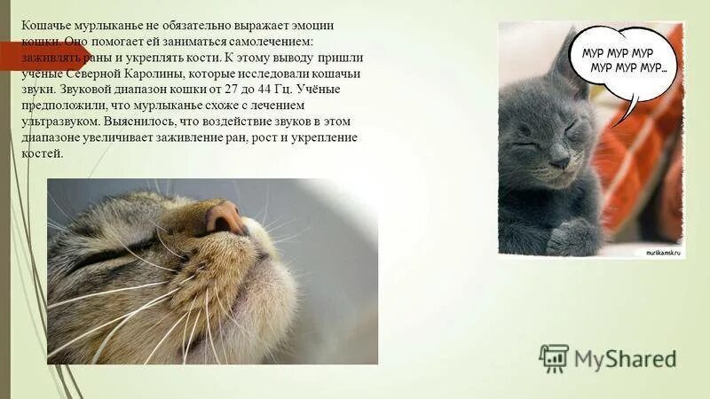 Почему котята мурчат. Кошка мурлычет. Кошачье мурлыканье. Американские кошки мурлыкают. Почему коты мурлыкают.