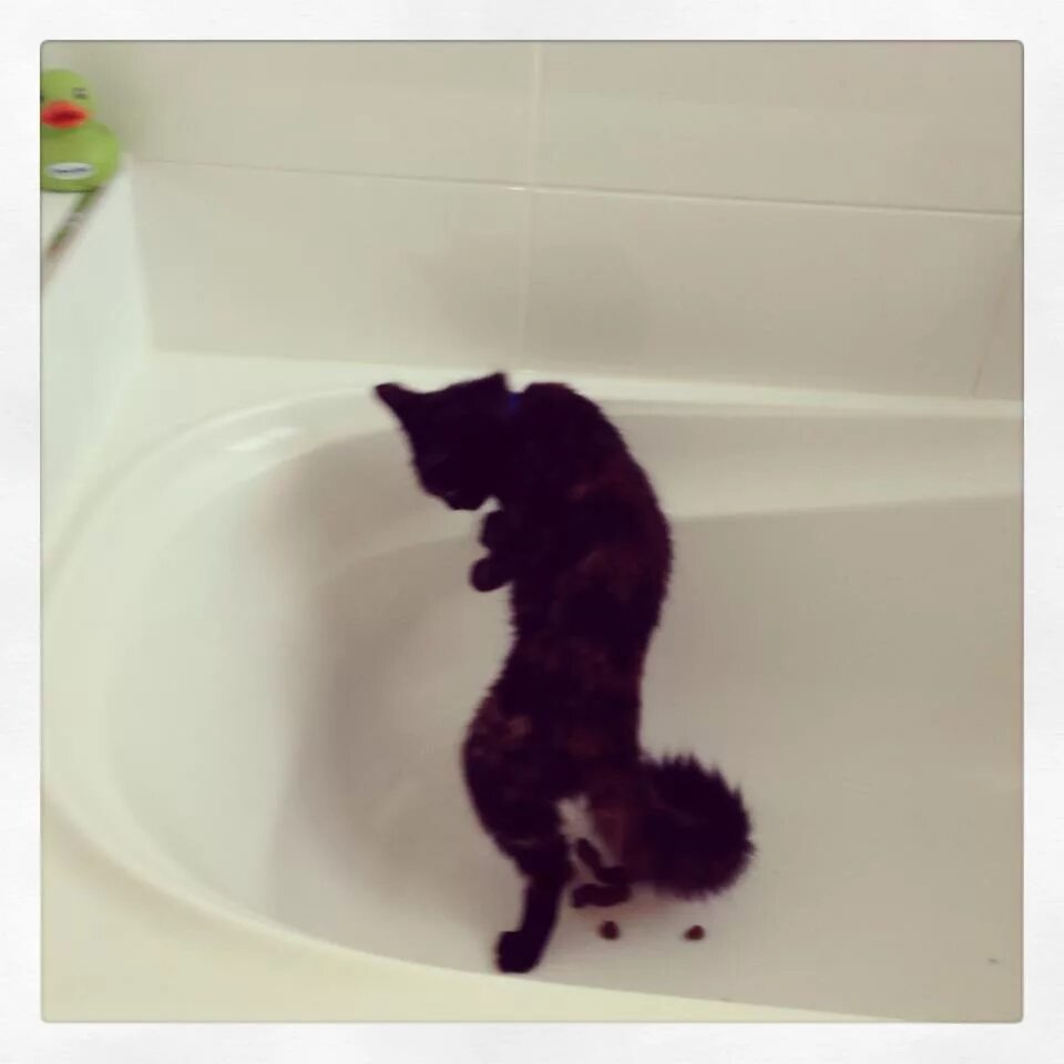 Снять какашку. Котик в ванной. Черный кот в ванне.
