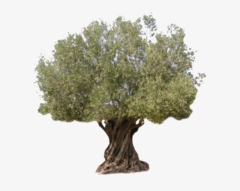 Tree us. Life goes on olive tree.