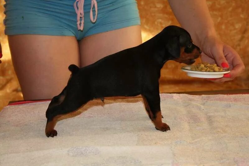 Цвергпинчер течка