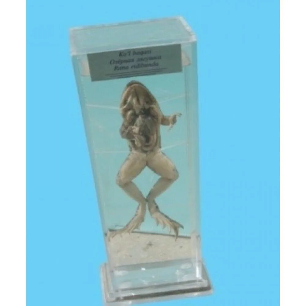 Влажные препараты. Влажный препарат. Влажный препарат развитие курицы. Влажный препарат развитие лягушки. Влажные препараты.