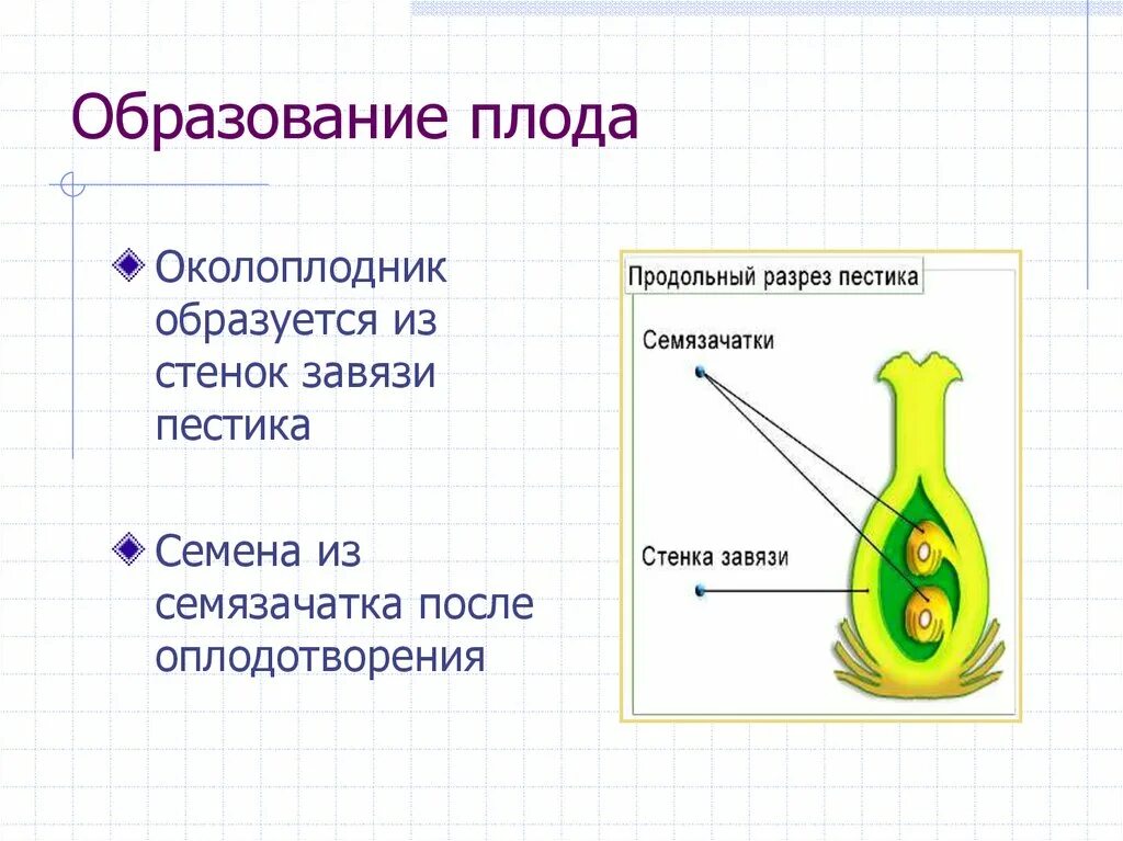 Из чего формируется зародыш. Плод образуется из чего биология 6 класс. образование плода у цветковых растений 6 класс. из чего формируется плод у цветковых растений. околоплодник образуется из.