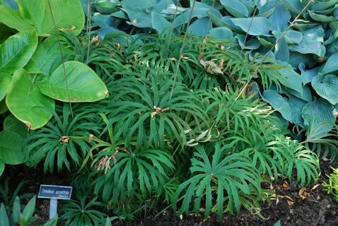 Local plant
