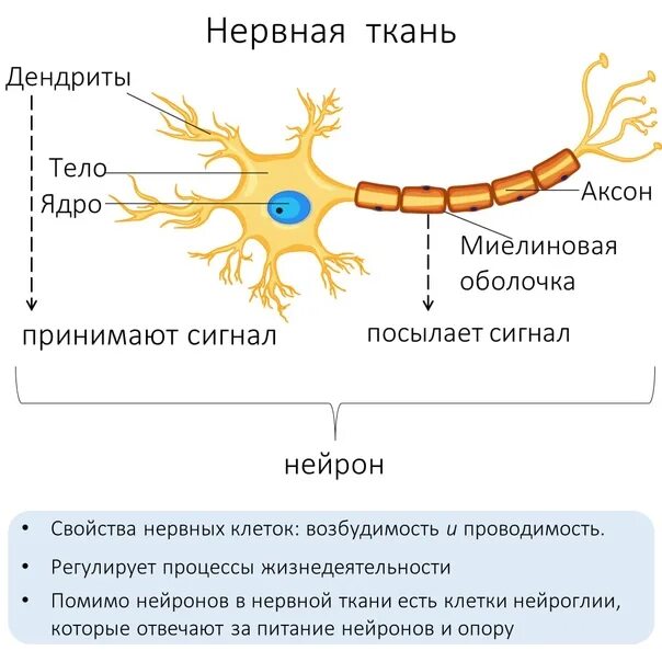 Нервная ткань состоит из ответ. Нервная ткань ЕГЭ. Строение нервной ткани кратко. Нервная ткань человека ЕГЭ биология. Нервная ткань рисунок ЕГЭ.