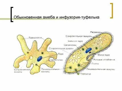 Систематическая группа амебы