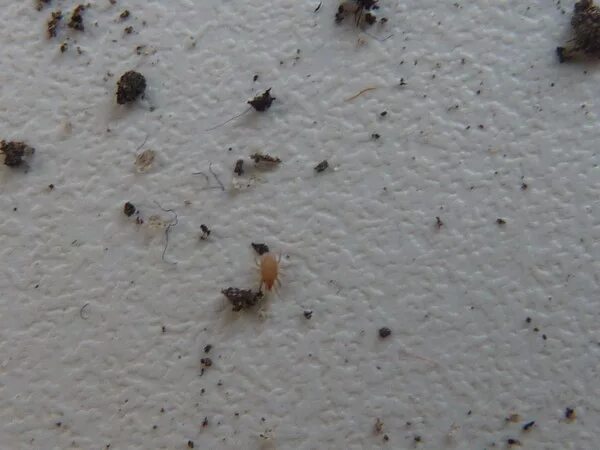 Подуры ногохвостки орхидеи. Мошки подуры. Мелкие насекомые в квартире. Завелись жучки в цветах. Жук мучной точильщик.