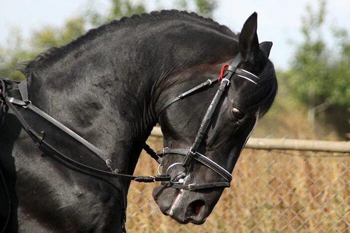 Chippendale Mooie paarden, Paardendressuur, Paarden