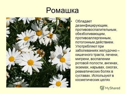 Ромашка научное название