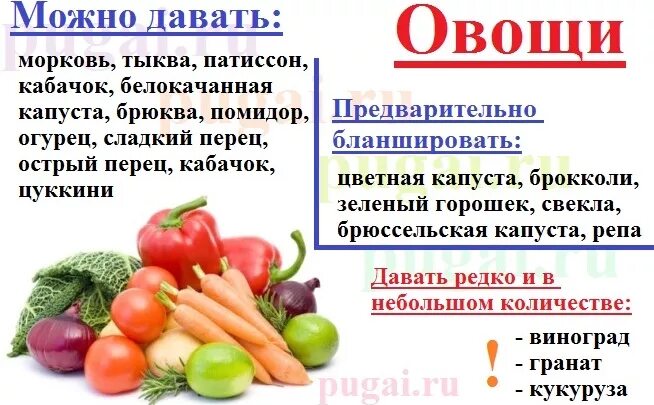 Что можно попугаям из фруктов. Какие овощи и фрукты можно давать попугаям. Что нельзя давацйть попугаем. Какие фрукты можно давать попугаям. Какие фрукты и овощи можно давать попугаю.