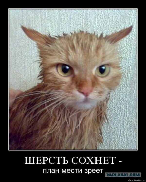 Высохший кот