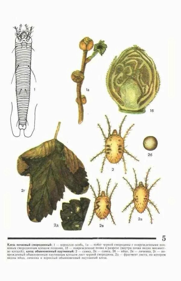 Черносмородиновый почковый клещ. Смородинный почковый клещ Имаго. Почковый клещ смородины. Смородинный почковый клещ меры борьбы. Обработка смородины от почкового клеща весной