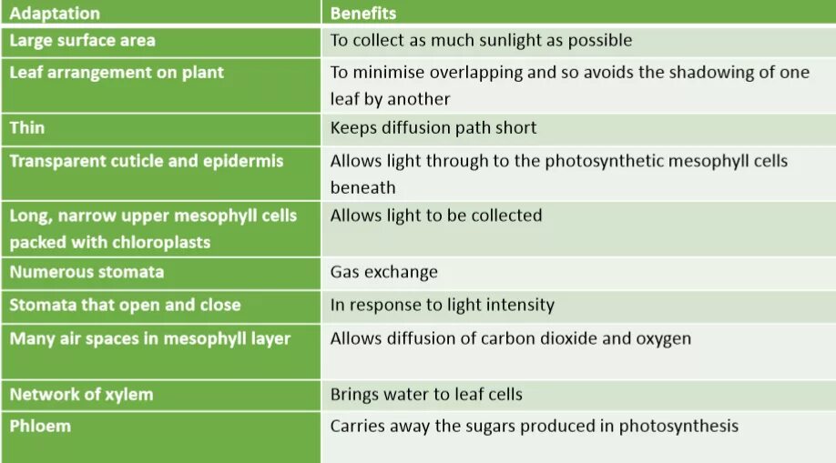 Allow light. Adaptation примеры перевода.