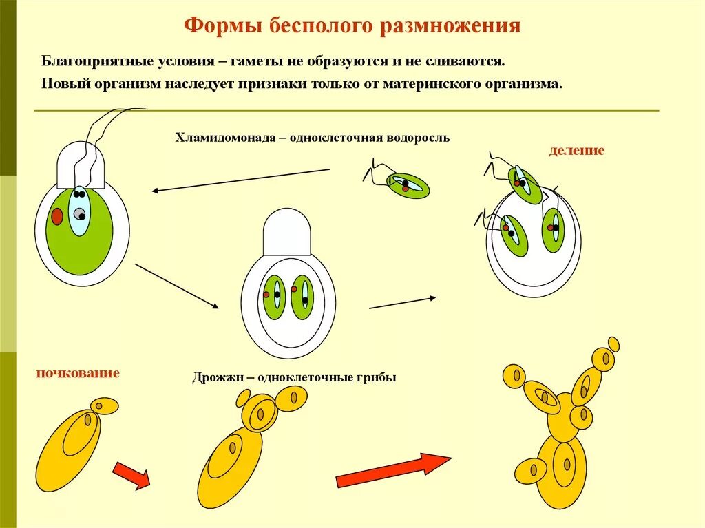 Формы размножения половое бесполое. Процесс бесполого размножения примеры. Половое и бесполое размножение 6 класс.