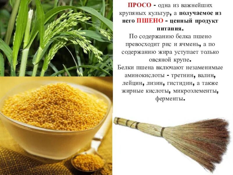 Что делают из просо. Продукты из просо. продукты получаемые из просо. просо что из него делают. крупа получаемая из проса.