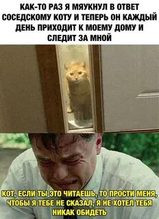 Включи соседи кота