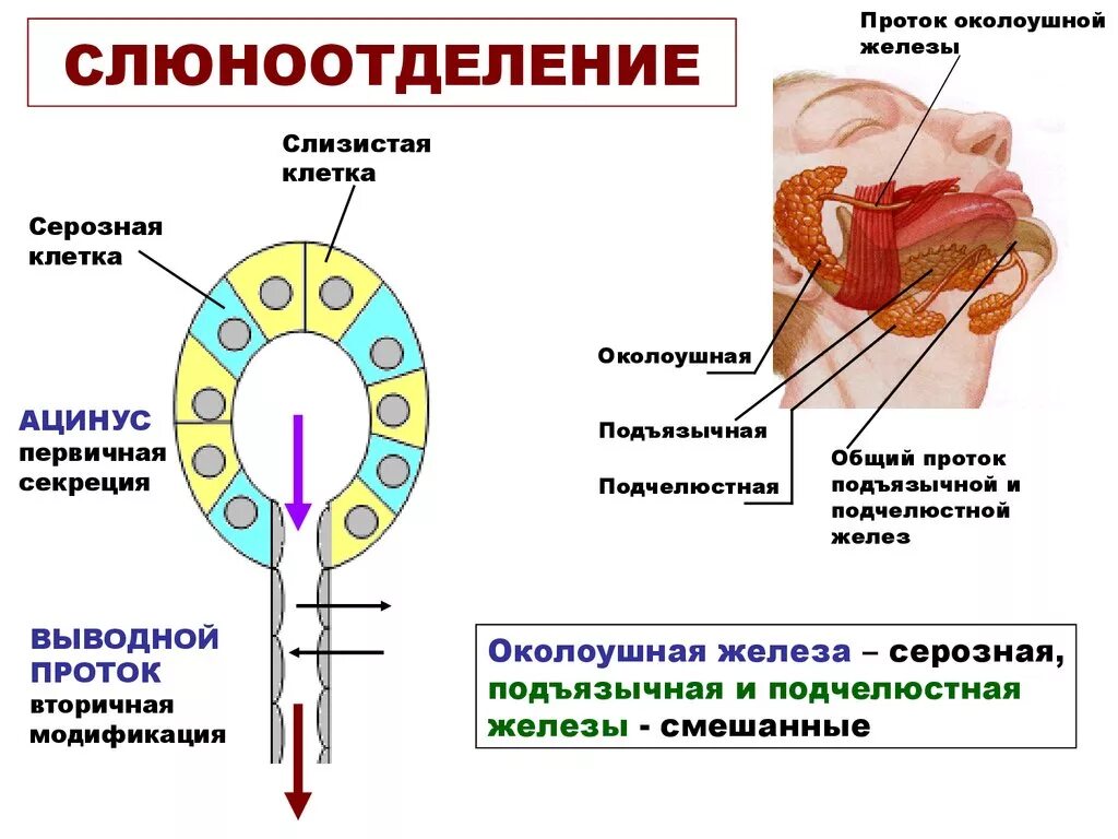 Повышенное слюноотделение. Обильное выделение слюны. Причины большого слюноотделения. Сильное слюновыделение причины. Как лечить слюну