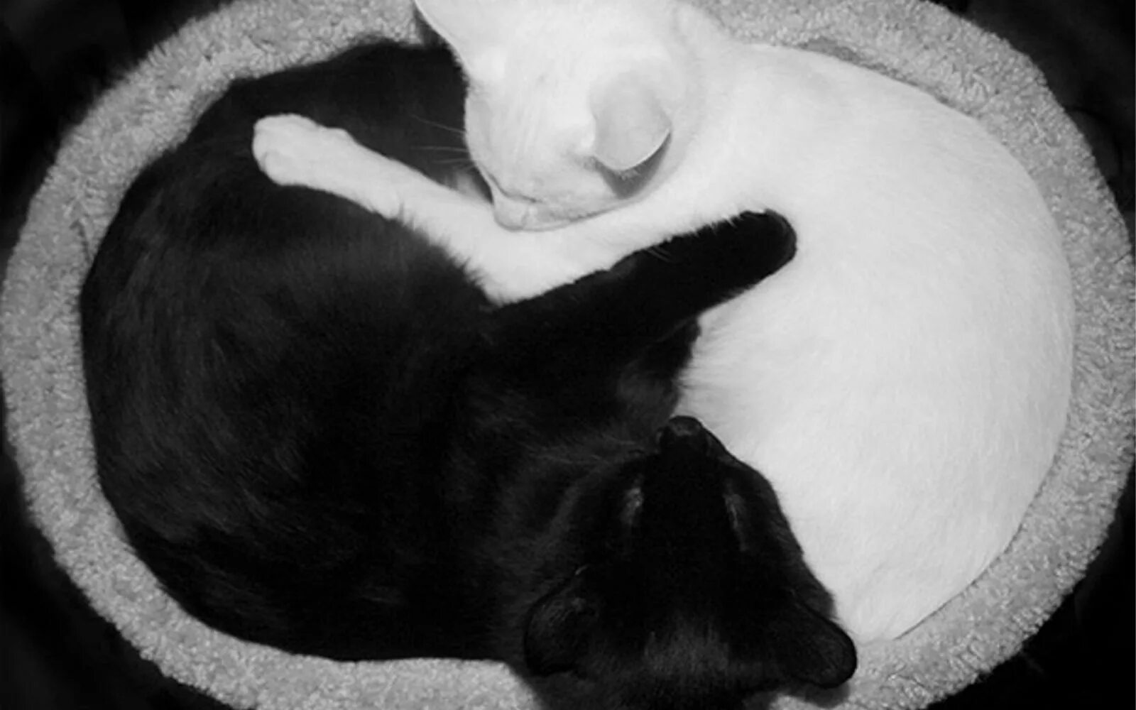 Котик инь. Черный и белый кот. черный и белый коты. кошка черная с белым. черный и белый котик обнимаются.