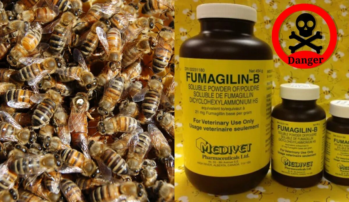 Хитозан пчелиный капли купить. Фумагиллин для пчел. Нозематоз пчел. Нозематоз у пчел признаки. Нозематоз пчел фото.