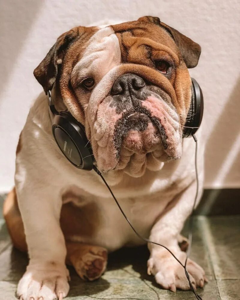 Смешные бульдоги фото. Смешные бульдоги фото