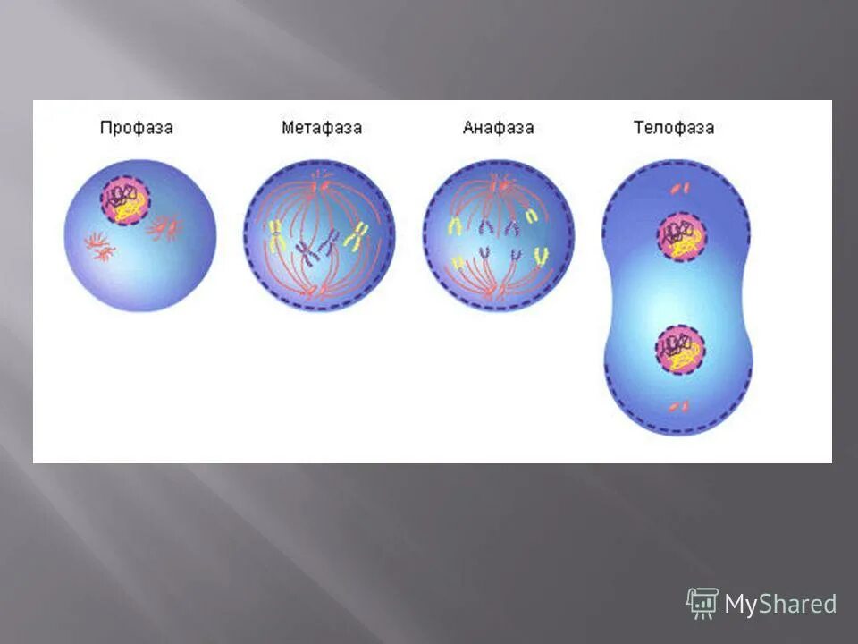 деление клеток 9 класс биология митоз. фаза деления телофаза. хромосомный набор клеток в телофазе 2. телофаза митоза процессы. митоз фазы строение хромосом.