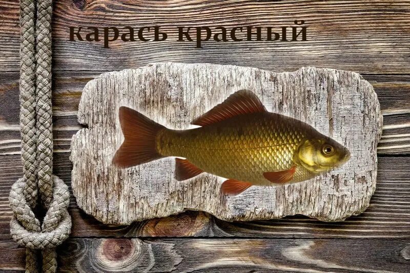 Красный горбатый карась. Карась золотой горбатый. Рыба красный карась. Живая рыба карась