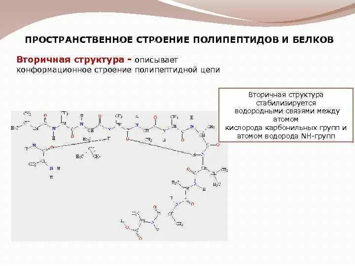 Водородные связи в белках схема. Вторичная структура полипептидов. Вторичная структура пол. Водородная связь в белках.