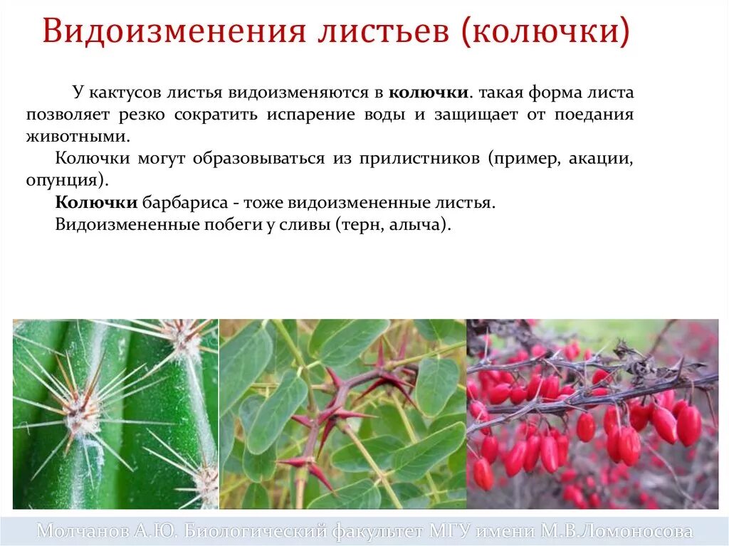 Колючки боярышника и барбариса фото - DelaDom.ru