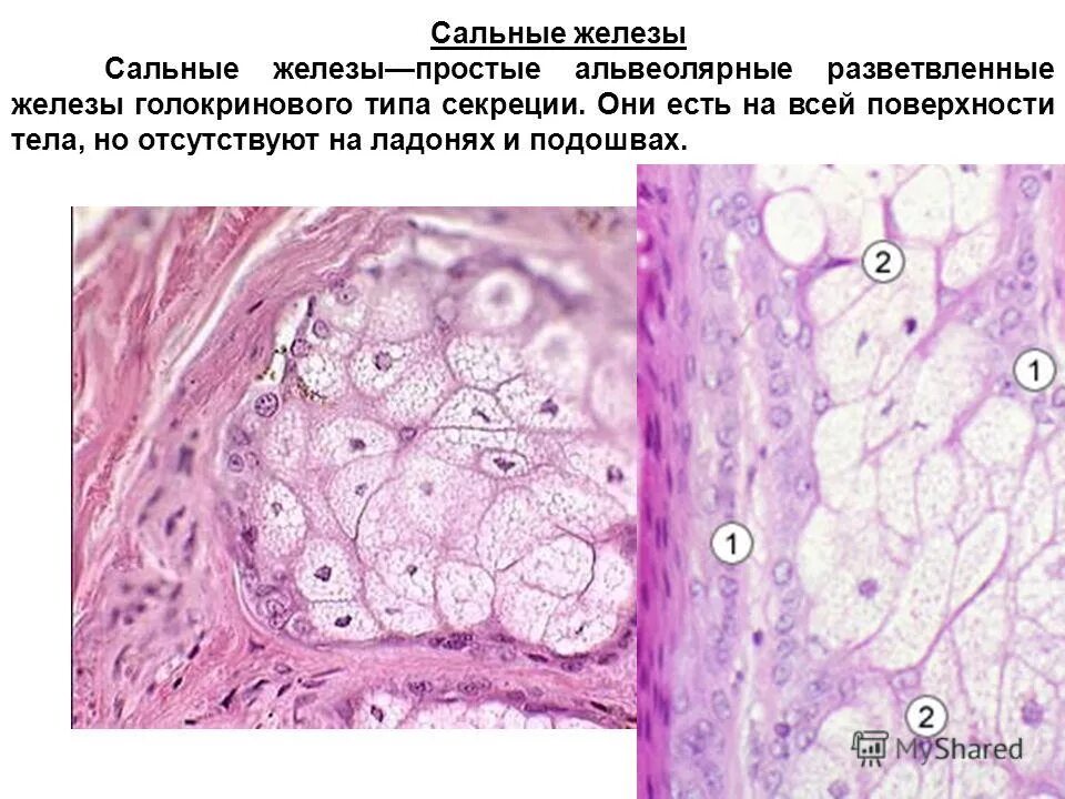 Печень сальные железы