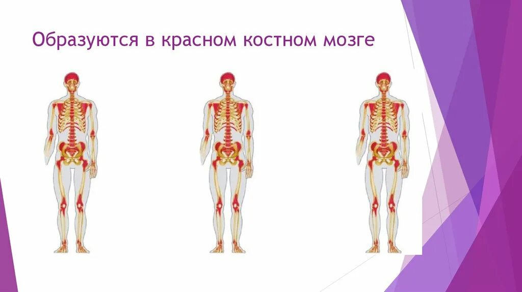 Заполнена красным костным мозгом. В Красном костном мозге образуются. Красный костный мозг образован. В Красном костнои мозгербразуются. Красный костный мозг это в биологии.