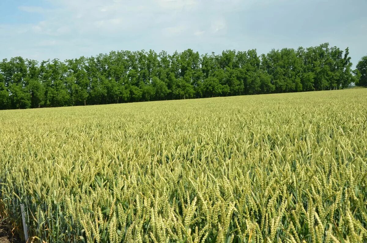Почему урожай на полях защищенных лесополосами особенно. Пшеница озимая сорт «Немчиновская 85» элита. Озимая пшеница зерно. Посев пшеницы. Многолетних культур на поле.