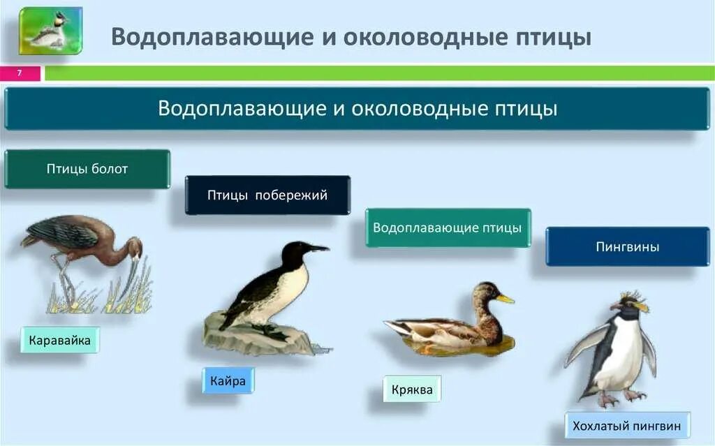 Птицы водоплавающие и околоводные. Экологическая группа водоплавающие птицы. Класс птицы представители. Водоплавающие птицы строение. Примеры животных класса птицы