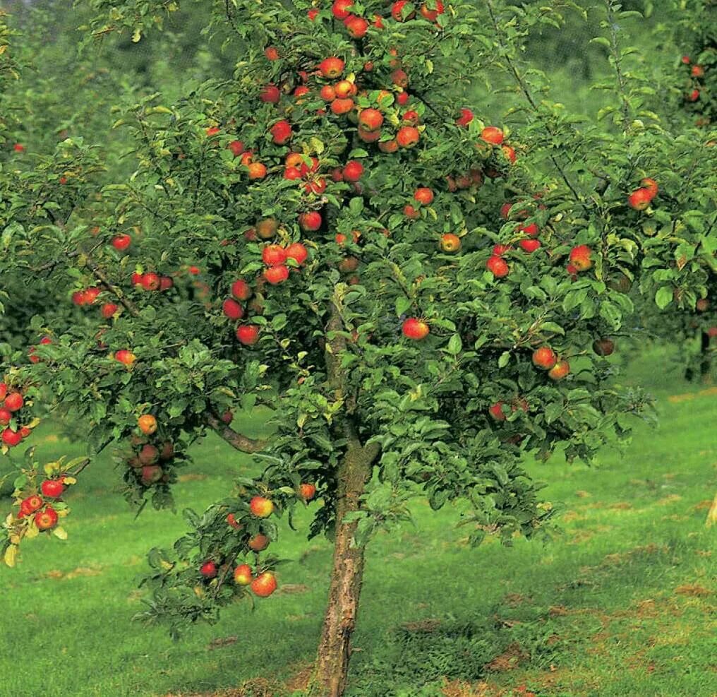 В саду где растут яблоки. Аскания яблоня. Яблоня полукарлик. Яблоня венечная. Яблоня соковое 3.