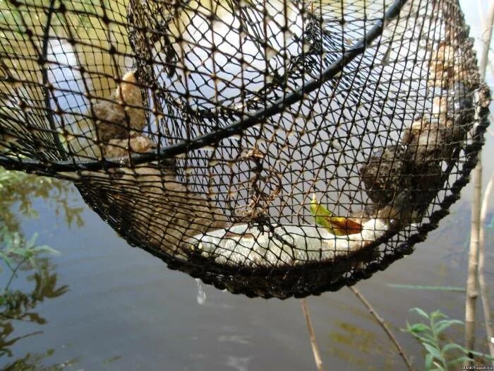 Рыболовную снасть морда. Морда рыболовная. морда для ловли рыбы. мордушка ловушка для рыбы. ловля на морду.