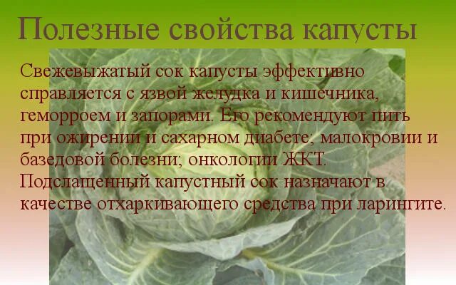 Можно ли капусту при язве желудка. Полезные свойства капусты. Сок капусты белокочанной. Лекарственные свойства капусты. Чем полезна капуста белокочанная.