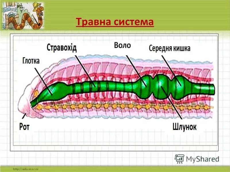 Крокодил спинной мозг дождевой червь. Дождевые черви пищеварительная система. Части пищеварительной системы дождевого червя. Пищеварительная сстемадождевого. Пищеварительная система червя.