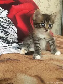 Авито котята в добрые руки даром