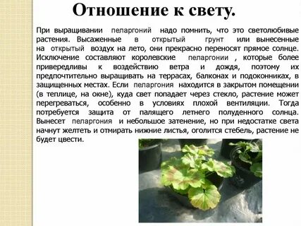 Герань какую температуру выдерживает на улице осенью