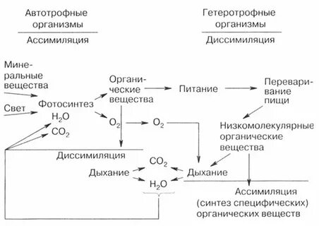 Энергетический обмен организма