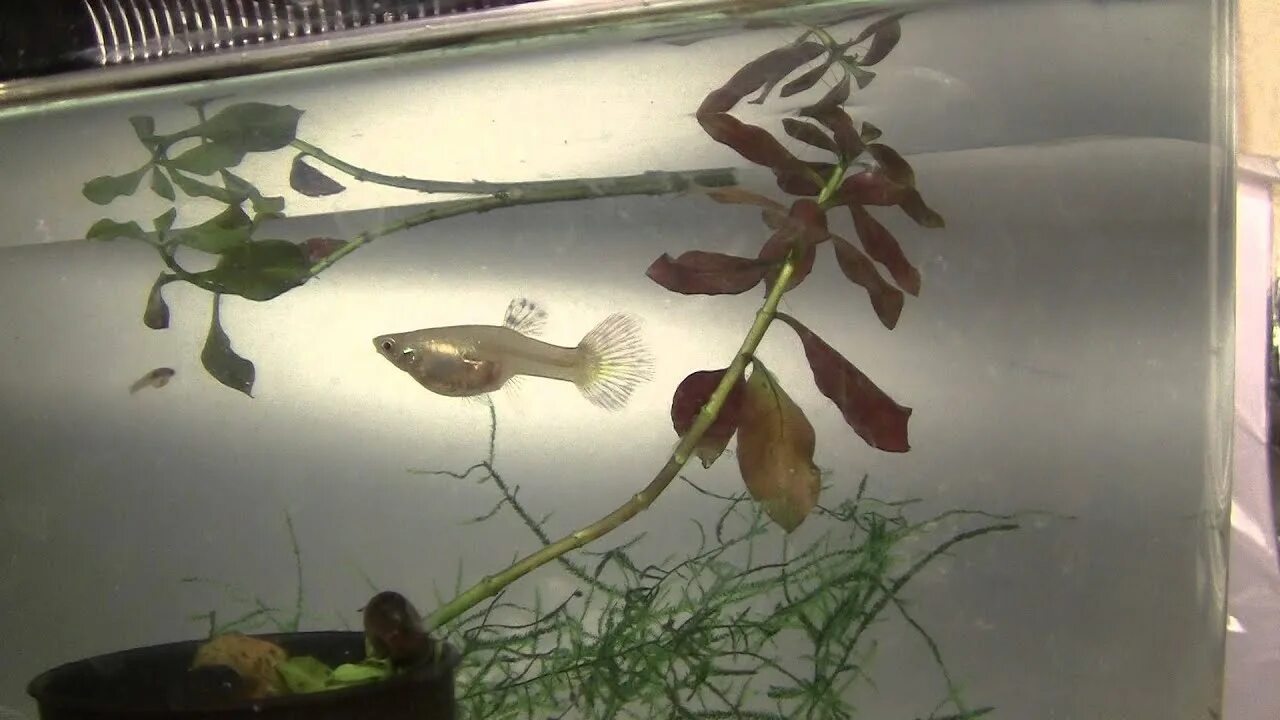 Гуппи рыбки рождение мальков. Мальки гуппи. Перекормленный малек гуппи. Самка гуппи рожает. Гуппи рожает мальков.