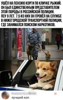 Корги на службе в полиции