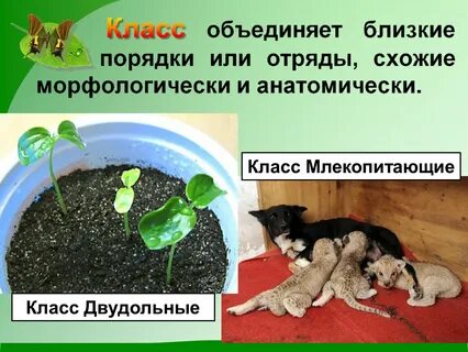 Кошка размножение